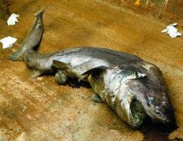 Tiburn de 2,2 metros encontrado muerto en la playa de Gav Mar (fotografa: diario AVUI) (19 de Junio de 2009)